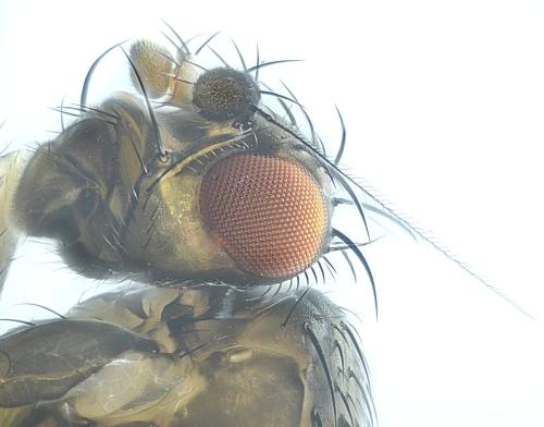 Leptocera caenosa